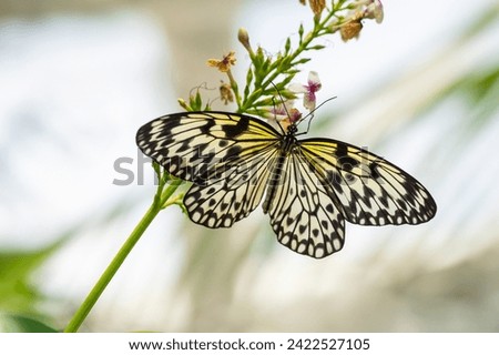 Idea leuconoe, Tree Nymph butterfly, Rice Paper butterfly.