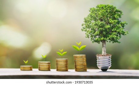 idea of money growing step with tree. concept finane and accounting. plant growth on coins
