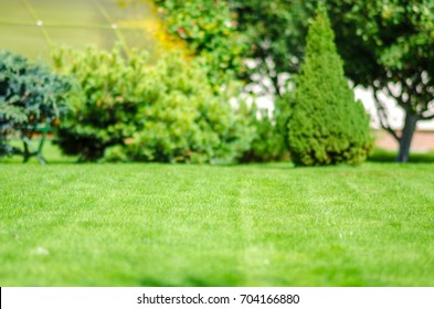 Ideal Green Lawn Back Yard And Almond