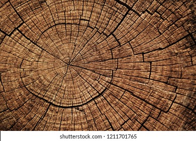 Ideal round cut down tree with annual rings and cracks. Wooden texture.
