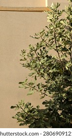 Ideal virtual background template: Green leafy bush growing against a blank tan stucco wall providing ample copy space and seamless backdrop texture.
