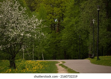 Idealistic Spring Landscape. Apple Tree In Bloom.