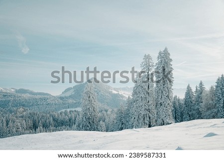 An idealistic winter scene featuring a small hillside covered in evergreen trees blanketed in a layer of glimmering snow