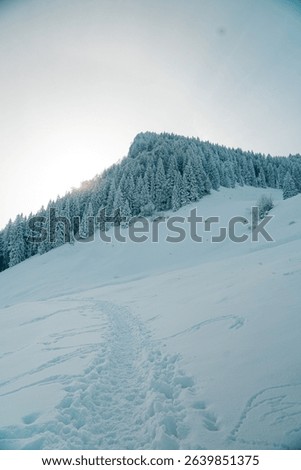 An idealistic winter scene featuring a small hillside covered in evergreen trees blanketed in a layer of glimmering snow