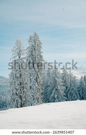 An idealistic winter scene featuring a small hillside covered in evergreen trees blanketed in a layer of glimmering snow