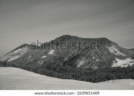 An idealistic winter scene featuring a small hillside covered in evergreen trees blanketed in a layer of glimmering snow