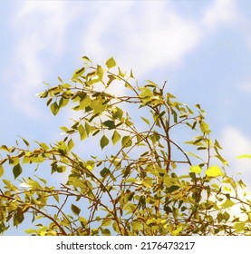 Ideally Healthy Fresh Birch Tree Leaves On Branches At September Wind