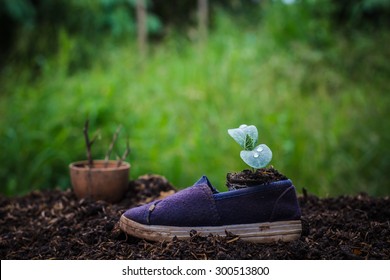 Ideas About Housing Needs Of The Tree.Seedlings Germinated From Shoes.concept Of New Life