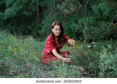 Identification, collection and preparation of medicinal plants. Cultivation and Processing of traditional Medicinal Plants. Woman in rustic dress collects herbs for immunity in meadow near forest