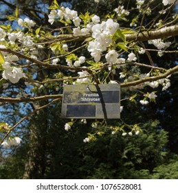 Prunus Shirotae Hd Stock Images Shutterstock