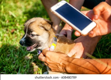 Identification Of A Lost Animal With The Help Of The Latest Technology And The Internet. Collar With A QR Chip With Information About The Owners And Mobile Phone. A Little Cute Puppy