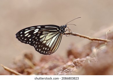 Ideopsis juventa
Kingdom Animalia
Lepidoptera