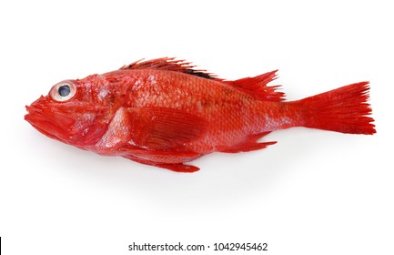 304 Kinki fish Images, Stock Photos & Vectors | Shutterstock