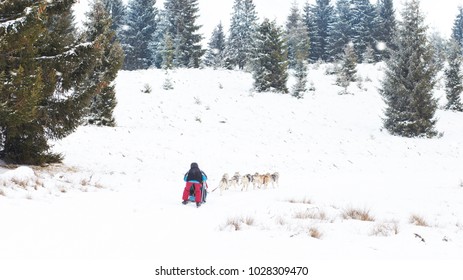 Iditarod Trail Sled Dog Race