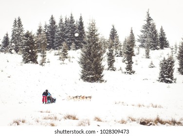 Iditarod Trail Sled Dog Race