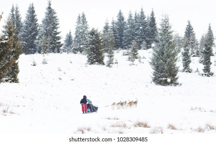 Iditarod Trail Sled Dog Race