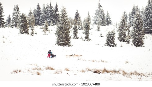 Iditarod Trail Sled Dog Race