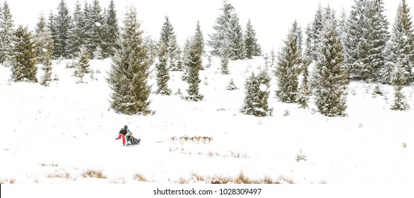 Iditarod Trail Sled Dog Race