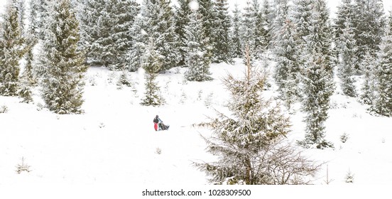 Iditarod Trail Sled Dog Race