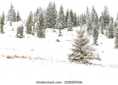 Iditarod Trail Sled Dog Race