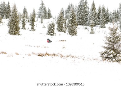 Iditarod Trail Sled Dog Race