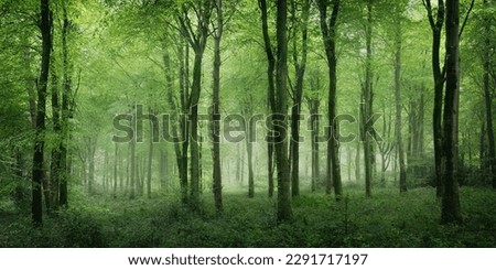 Idless woods spring green colour near Truro 