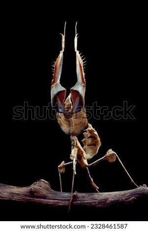 Idolomantis diabolica with self defense position on branch with black background, Idolo mantis closeup