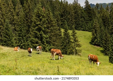 12,051 Wild animals alpine meadow Images, Stock Photos & Vectors ...