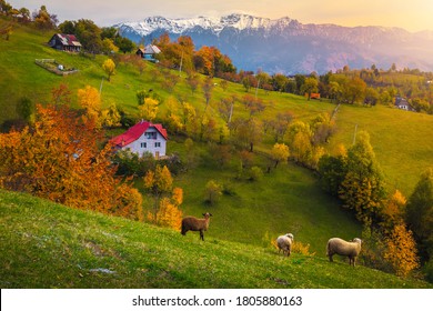 Idyllic autumn countryside landscape with grazing sheeps and snowy mountains in background. Colorful deciduous trees on the hills at sunset, Magura village near Brasov, Transylvania, Romania, Europe