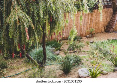 Idyllic Backyard With Australian Native Plants And Trees With Cosy Vibes