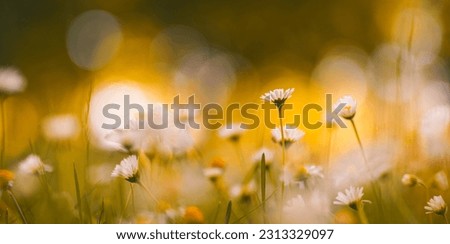 Idyllic daisy bloom. Abstract soft focus sunset field. Landscape of white flowers blur grass meadow warm golden hour sunset sunrise time. Tranquil spring summer nature closeup bokeh forest background