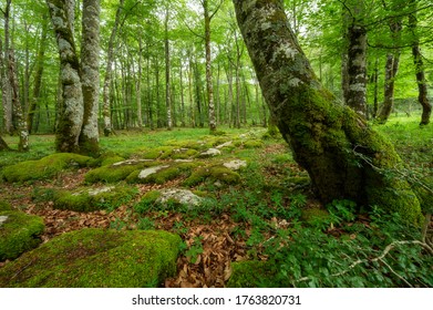 Idyllic forest landscape with mossy stones and mossy tree trunks. Fairy tale scenary. High quality photo