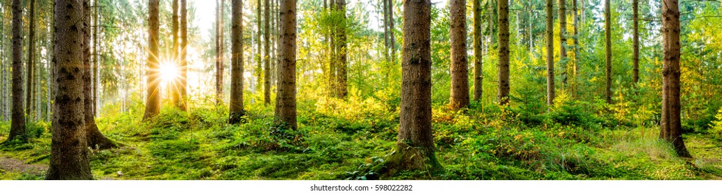 Idyllic forest panorama at sunrise - Shutterstock ID 598022282