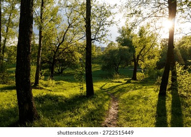 Idyllic forest path winding through vibrant spring foliage. Golden sunlight streams through the tall trees, creating long dramatic shadows