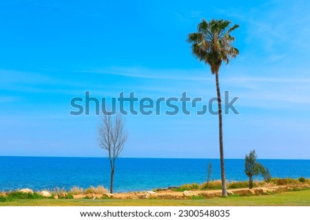 Idyllic green tropical coast with pam tree . Exotic green beach 