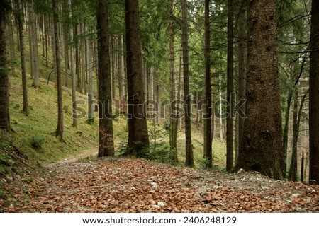 Idyllic hiking trail in the pine forest below the Kampenwand, a mountain peak in Bavaria, Germany