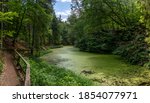 Idyllic lake in the forest covered with green duckweed - lake Maerchensee in Wendelsheim near Rottenburg am Neckar, Germany