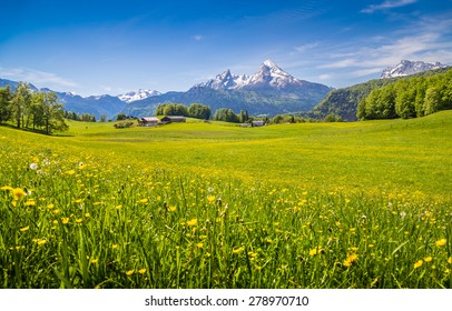 Idyllic landscape in the Alps with fresh green meadows and blooming flowers and snow-capped mountain tops in the background