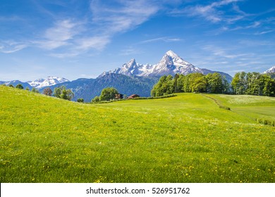 Idyllic landscape in the Alps with fresh green meadows and blooming flowers and snow-capped Watzmann mountain top in the background, Nationalpark Berchtesgadener Land. Bavaria, Germany