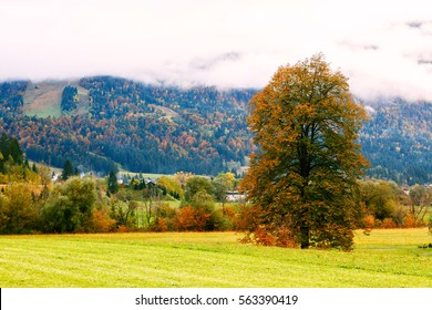 Idyllic landscape in the Alps with  green meadows, trees, typical farmhouses and  mountain in the background - Shutterstock ID 563390419