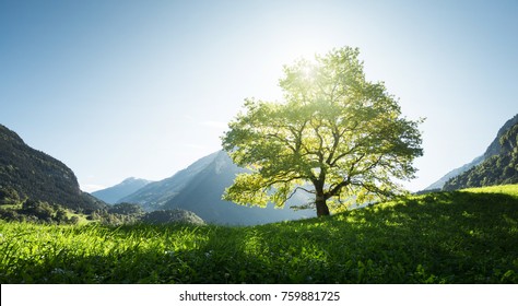 58,712 Swiss alp meadows Images, Stock Photos & Vectors | Shutterstock