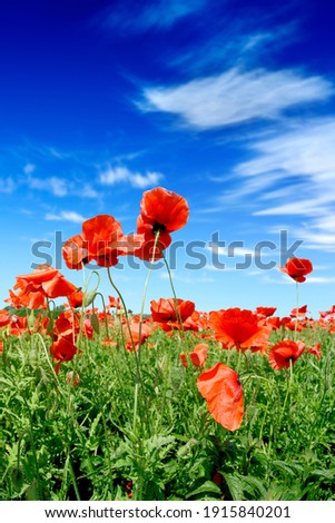 Idyllic landscape, field full of beautiful red poppies, blue sky and white clouds in the background