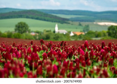 Idyllic landscape and a flowering crimson clover farmland