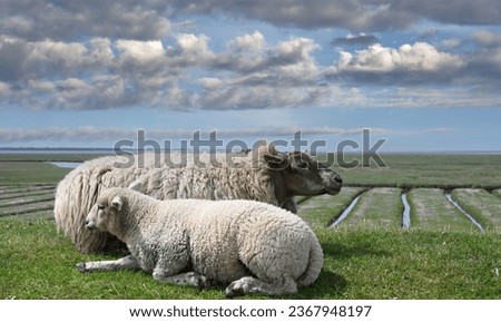 idyllic Landscape with Sheep and Lamb on Dike at North Sea in North Frisia close to Westerhever Lighthouse,Germany