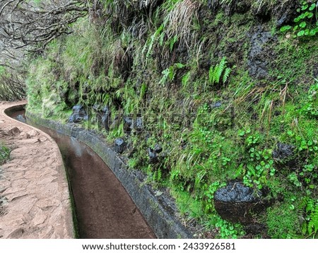 Idyllic Levada walk in ancient subtropical Laurissilva forest of Rabacal, Madeira island, Portugal, Europe. Water irrigation channel next to footpath of evergreen laurel trees along 25 fountains hike