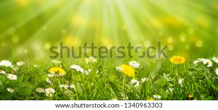idyllic meadow with daisies and dandelion in sunshine, natural spring or summertime concept with blurred empty background, nature in spring awakening