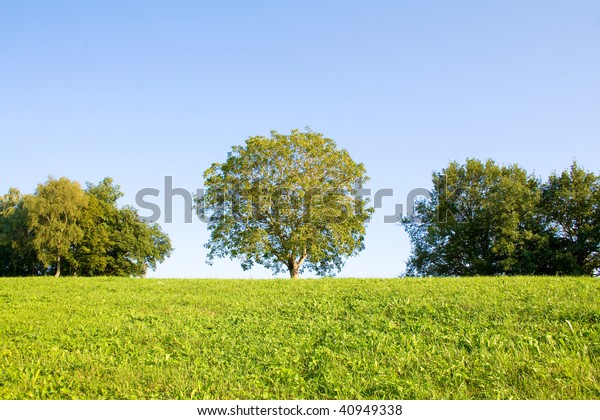 Idyllic Meadow Tree Stock Photo (Edit Now) 40949338