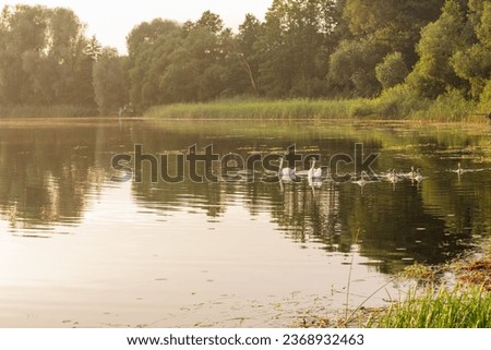 Idyllic non-urban scene capturing tranquil place with innocent lake, blooming flora and group of graceful white and brown swans floating on water and decorating area with living elegance. 