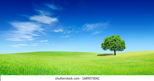 Idyllic panoramic landscape, lonely tree among green fields, in the background blue sky and white clouds