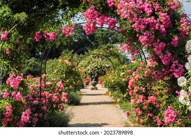 Idyllic park with roses on the rose arch, pavilion, paths and fountain
